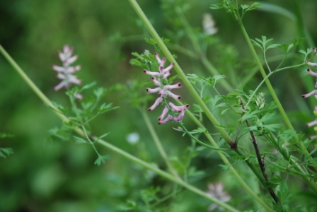 piante da determinare - Fumaria sp.